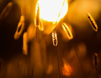 Close-up of stalks against blurred background