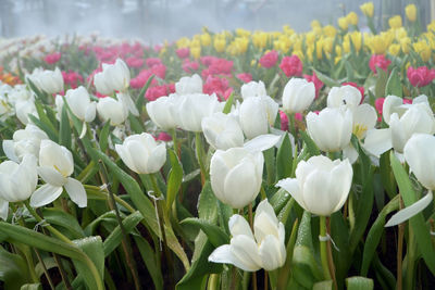 Group of colorful tulip, amazing fresh tulip flowers group blooming in the garden