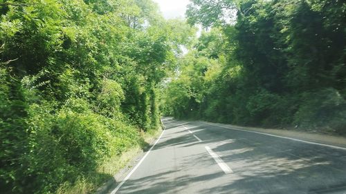 Road passing through forest