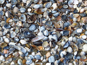 Full frame shot of seashells at beach