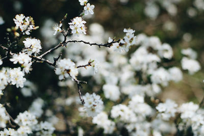 Close-up of white cherry blossoms in spring