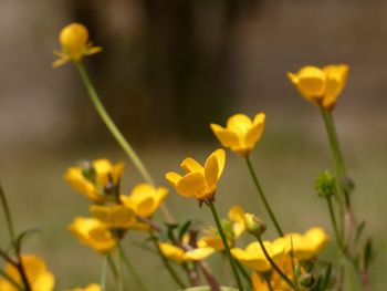 Close-up of yellow flowering plant