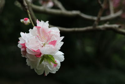 Close-up of pink flowers blooming outdoors