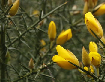 Close-up of yellow flowers blooming outdoors