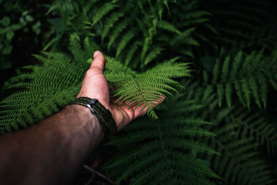 Close-up of hand holding fern leaves