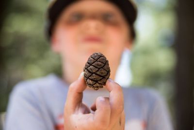 Close-up of boy showing pine cone at sequoia national park