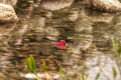 Close-up of pink flowers in pond