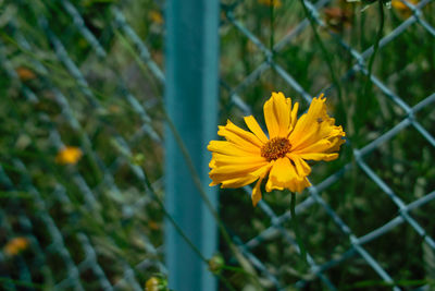 Close-up of yellow flowering plant