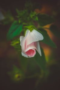 Close-up of flower blooming outdoors