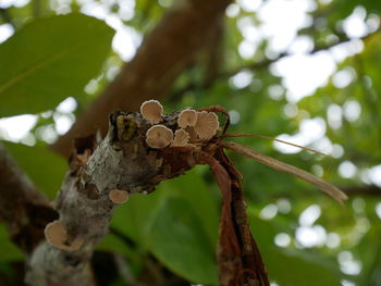 Low angle view of plant growing on tree in forest