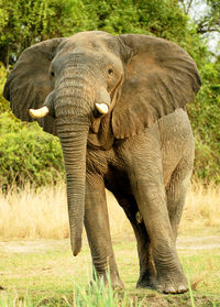 Close-up of elephant