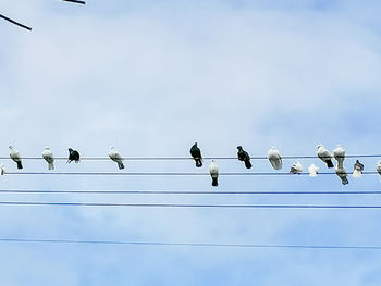 Low angle view of birds perching on cable against sky