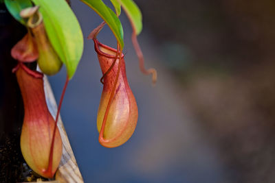 Close-up of flower against blurred background