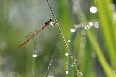 Close-up of water drops on blade of grass