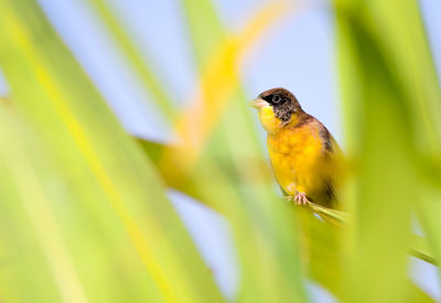 Close-up of bird perching on leaf