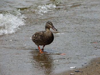 Duck swimming in lake