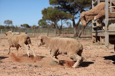 Sheep grazing on field