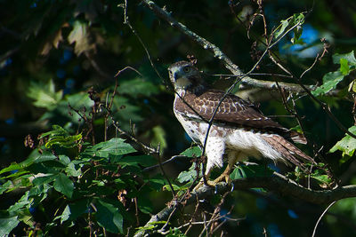 Hawk perched 