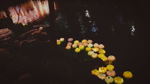 Close-up of illuminated flowers at night