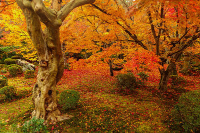 Trees on grassy field during autumn