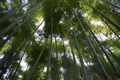 Low angle view of bamboo trees in forest