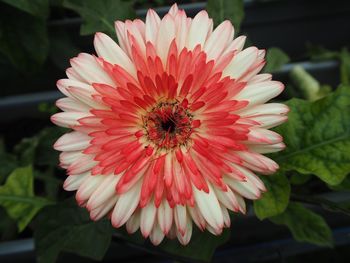 Close-up of orange flower blooming outdoors