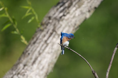 An eastern bluebird sitting on a branch and watching an insect in flight.