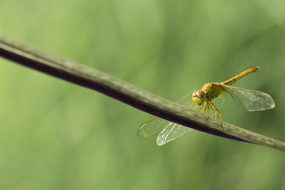Macro shot of dragonfly 