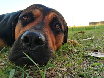 Close-up portrait of dog relaxing on grass