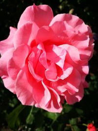 Close-up of pink flower blooming outdoors