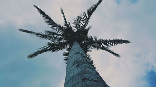 Low angle view of trees against sky