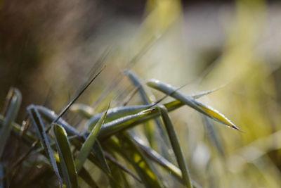 Close-up of insect on plant