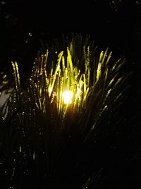 Close-up of plants at night