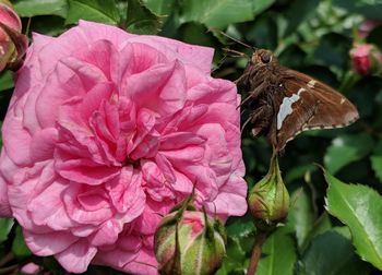 Close-up of butterfly pollinating on pink flower