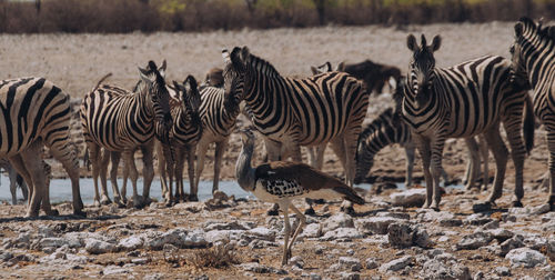 Zebras standing in a row