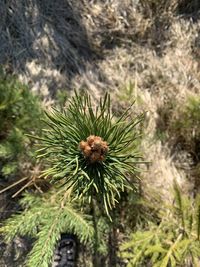 High angle view of pine tree in field