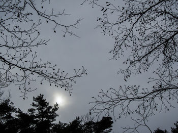 Low angle view of silhouette tree against sky