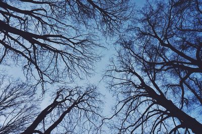 Low angle view of bare trees against sky