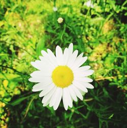 Close-up of white daisy blooming outdoors