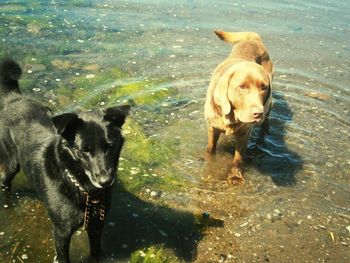 High angle view of dogs