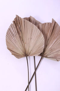 Close-up of umbrella on table against white background
