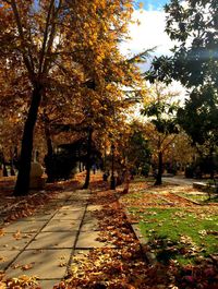 Trees in park during autumn