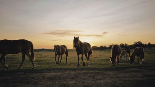 Horses grazing in a field