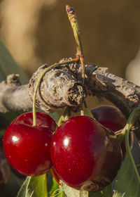 Close-up of red cherries