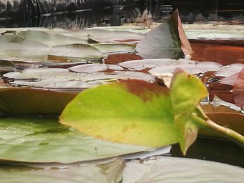 Close-up of lotus leaves floating on water