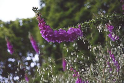 Close-up of purple flowers