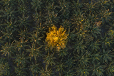 High angle view of yellow flowering plants