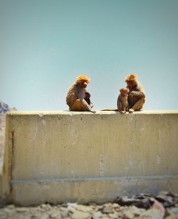 Monkey sitting on retaining wall against clear sky