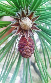 Close-up of pine cone on plant