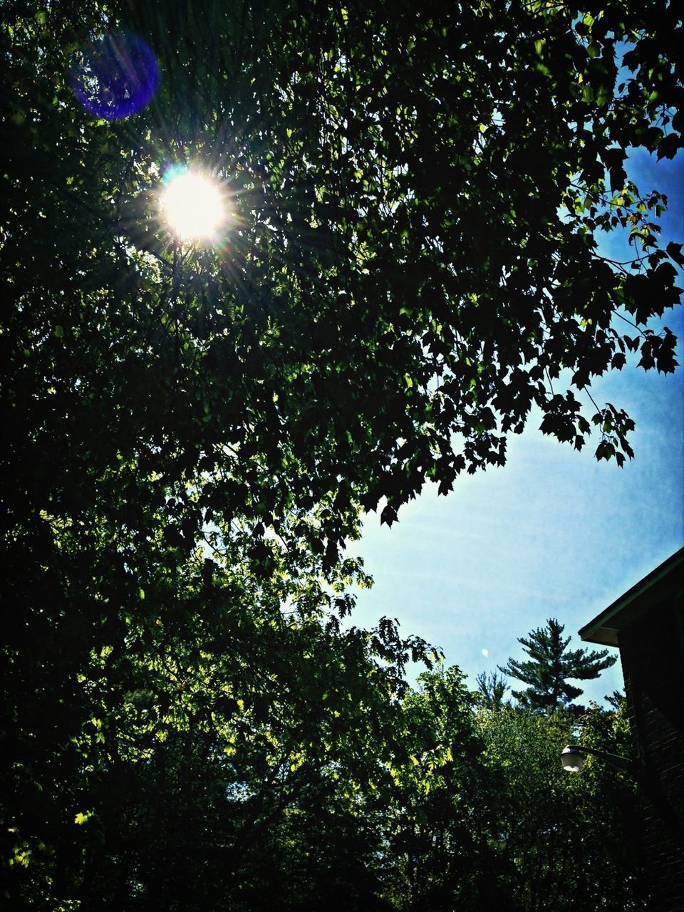 tree, low angle view, branch, sun, growth, nature, lens flare, beauty in nature, sunlight, sunbeam, tranquility, sky, night, green color, outdoors, no people, clear sky, street light, bright